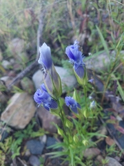 Gentianopsis virgata