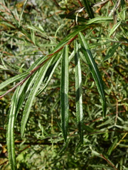 Salix eleagnos