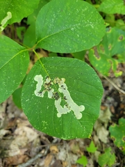 Cameraria guttifinitella