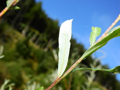 Salix eleagnos