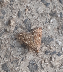 Loxostege sticticalis