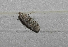 Gelechia versutella