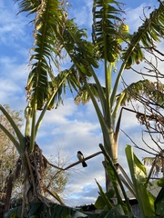 Rhipidura leucophrys