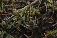 Cladonia verticillata