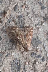 Loxostege sticticalis
