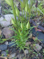 Gentianopsis virgata