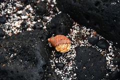 Coenobita compressus