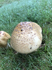 Amanita amerirubescens