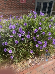 Ruellia