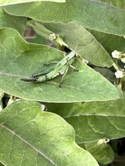 Dichromorpha viridis