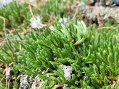 Selaginella rupestris