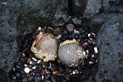 Coenobita compressus