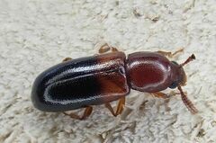 Corticeus bicolor