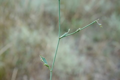 Bupleurum affine