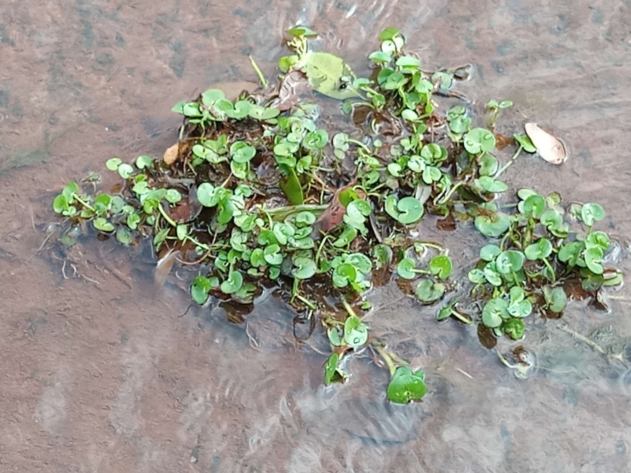 Heteranthera reniformis