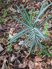 Euphorbia lathyris