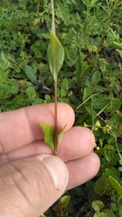 Mitreola