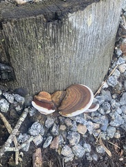 Ganoderma lobatum