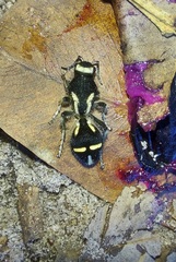 Traumatomutilla indica