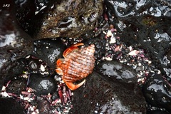 Coenobita compressus