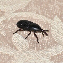 Scyphophorus acupunctatus