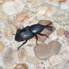Scyphophorus acupunctatus