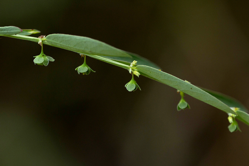 Nellica maderaspatensis image