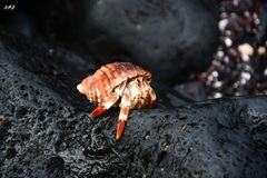 Coenobita compressus