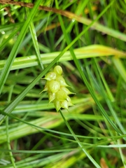 Carex tuckermanii