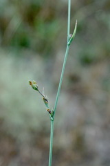 Bupleurum affine