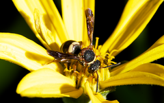 Epeolus bifasciatus