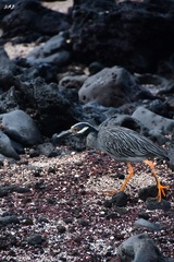 Nyctanassa violacea pauper