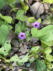 Ipomoea cordatotriloba