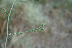 Bupleurum affine