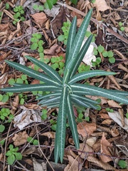 Euphorbia lathyris