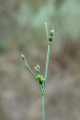 Bupleurum affine