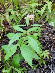 Eutrochium purpureum