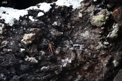 Schistocerca melanocera