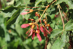 Acer heldreichii