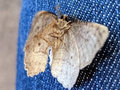 Neoalcis californiaria