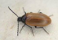 Pseudocistela ceramboides