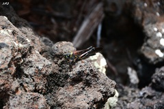 Schistocerca melanocera