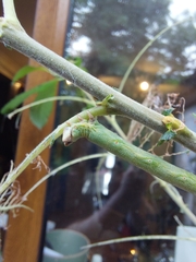 Biston betularia