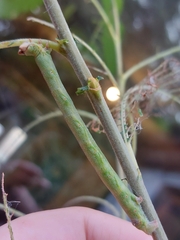 Biston betularia