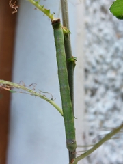 Biston betularia