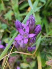Gentianella