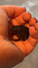 Anaxyrus americanus
