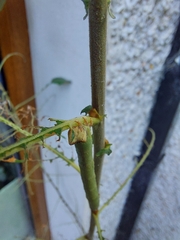 Biston betularia