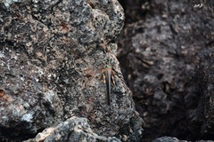 Schistocerca melanocera