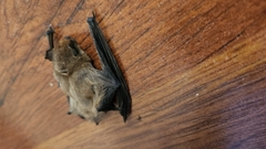 Pipistrellus